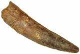 Fossil Spinosaurus Tooth - Real Dinosaur Tooth #312960-1